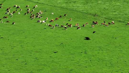 航拍牧场草原牛羊乌鸦