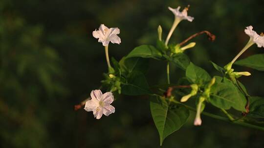 花的风中