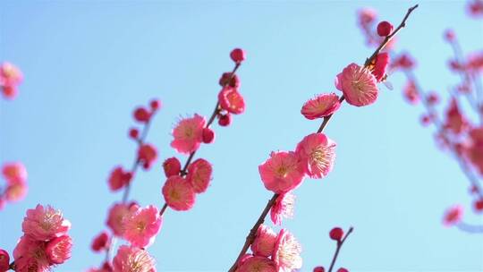 春季红色梅花景观