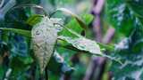 雨后植物叶子上的水珠高清在线视频素材下载