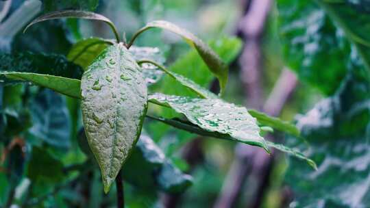 雨后植物叶子上的水珠