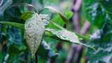 雨后植物叶子上的水珠高清在线视频素材下载