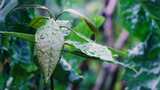 雨后植物叶子上的水珠高清在线视频素材下载