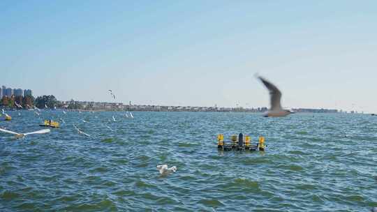 滇池海鸥海虹湿地公园昆明看海鸥