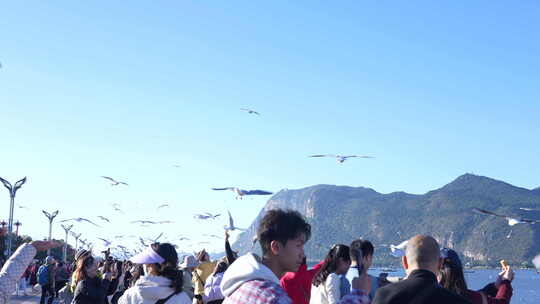 昆明海埂大坝看海鸥  红嘴鸥