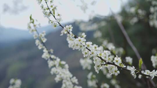 阳春三月李花盛开