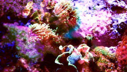 彩色珊瑚与鱼投影