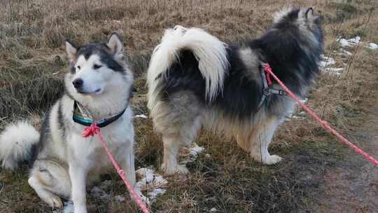 西伯利亚哈士奇犬品种