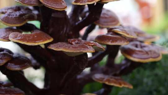 灵芝 盆栽 花卉 植物 观赏 自然