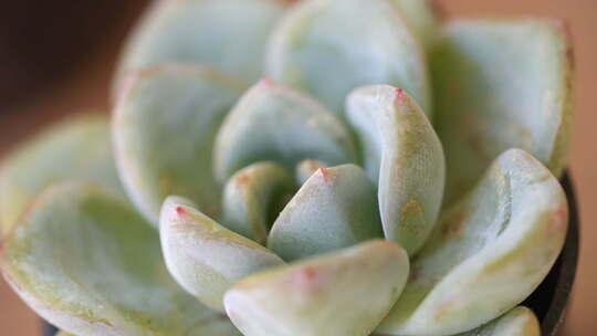 盆栽 多肉 绿色 植物 多花瓣