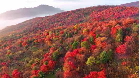 4K秋天五花山吉林东北秋景日出云海云雾逆光