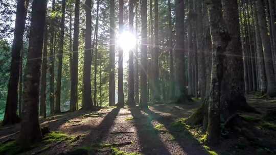 阳光照进树林