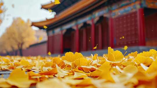 故宫地上的金黄色银杏叶