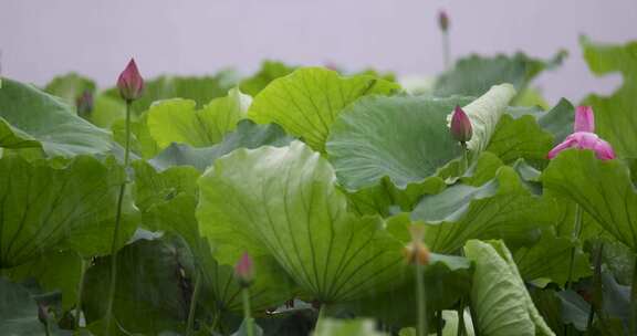 杭州西湖雨中荷花视频