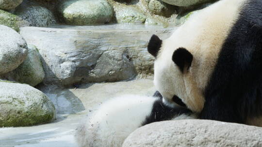 熊猫妈妈和大熊猫宝宝一起玩耍