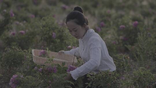 美女采摘玫瑰花1