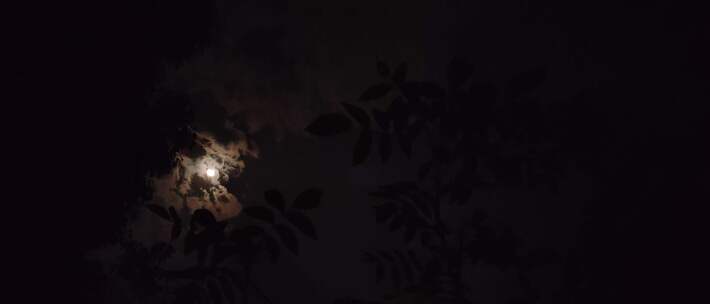 夜晚的天空月亮树枝树叶听见蟋蟀夜鸣声音