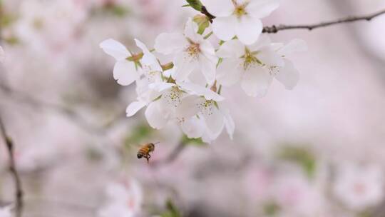 樱花（蜜蜂）-01视频素材模板下载