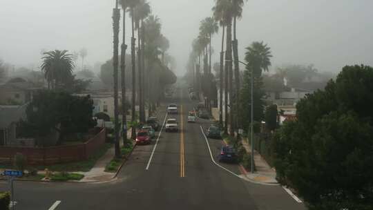 雾天空中有高大棕榈树的道路上行驶的汽车