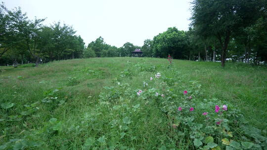 武汉光谷西苑公园风景