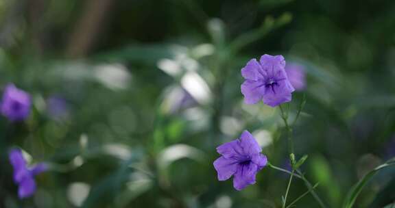 自然阳光蓝花草近景固定2