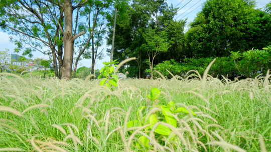 夏天 狗尾草 郊外 草丛