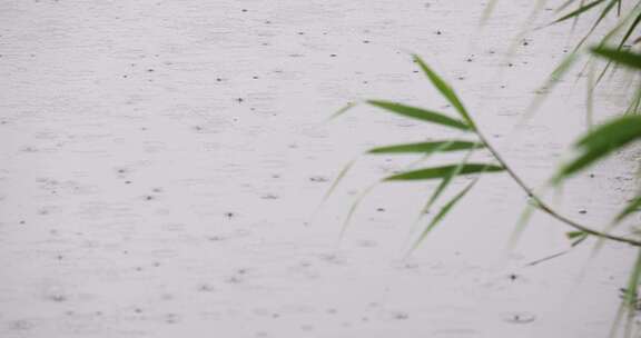 夏天下雨雨滴雨打芦苇叶子