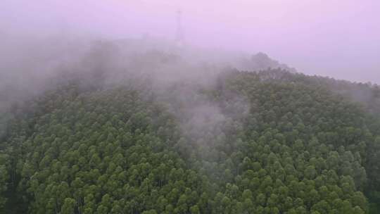 雾气笼罩的茂密山林全景