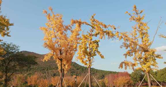 金秋时节 美丽的苏州大阳山森林公园