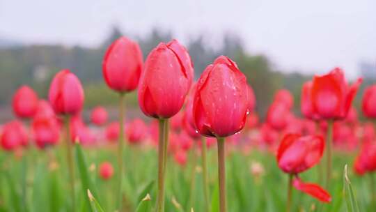 带水珠的红色郁金香花田