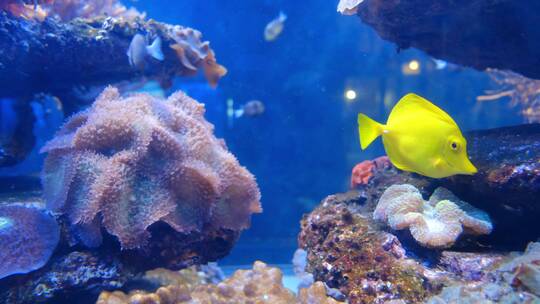 水族馆里五颜六色的鱼类