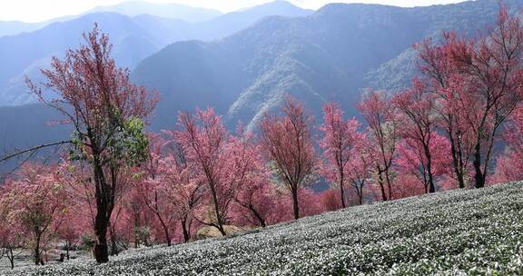 冬日大理无量山樱花谷茶园农业生态