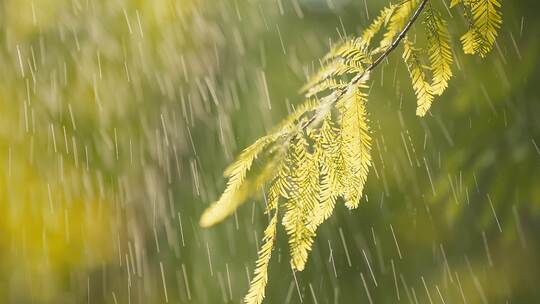 阳光下的小雨打在植物上