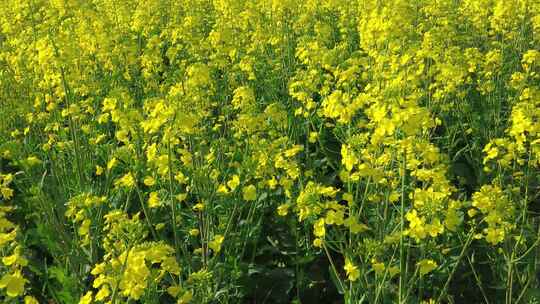 金灿灿的油菜花鲜花花朵实拍