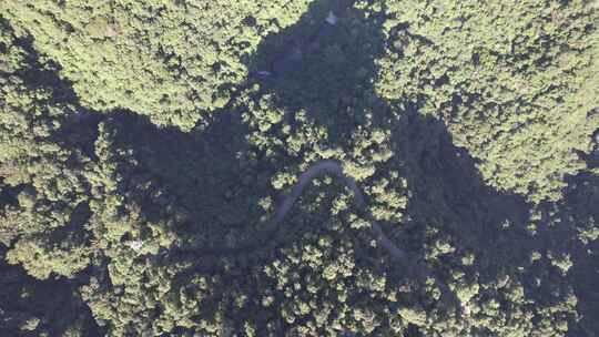 俯拍绿色植物森林天然氧吧鼎湖山航拍