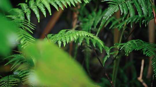 欧洲蕨开花春雷春雨春天绿植雨滴2536