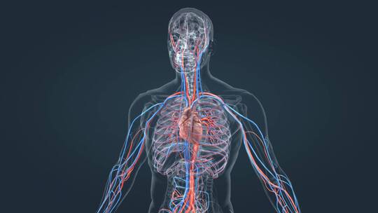 医学3D人体血管心血管循环系统三维动画视频素材模板下载