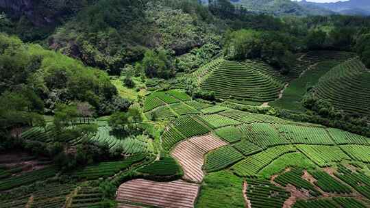 唯美茶园风光川茶基地名山茶