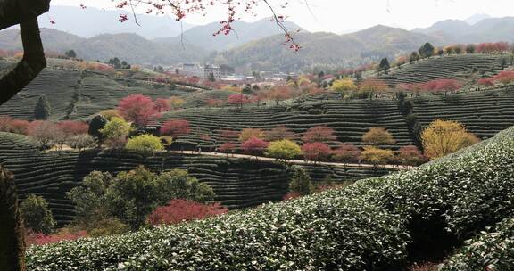 福建漳平龙岩永福樱花茶园