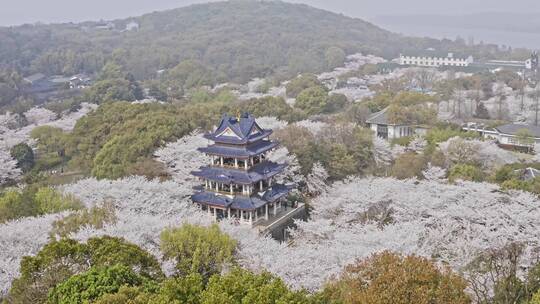 无锡鼋头渚樱花谷