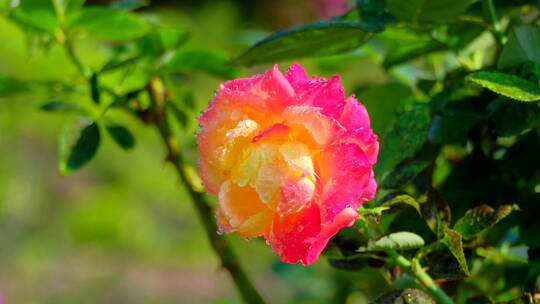 月季花 玫瑰花 鲜花 露水 春暖花开