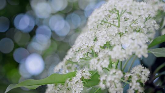 春天春暖花开樱花石楠花植物视频