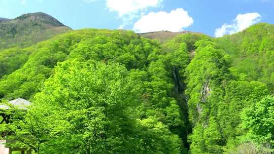 大自然森林树木植被山泉水山涧小溪瀑布