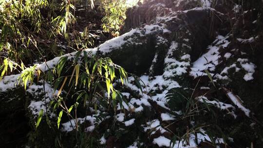 高原阳光照射下竹子雪景