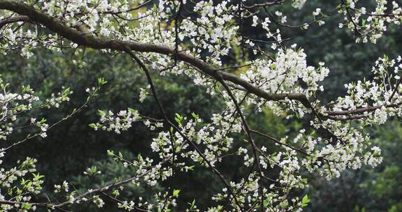 春雨绵绵唯美樱花花瓣随风飘落