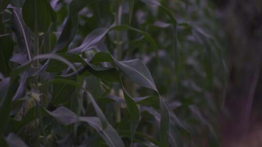 下雨天阴天玉米植株特写素材