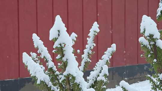 红墙旁被雪覆盖的绿植景象