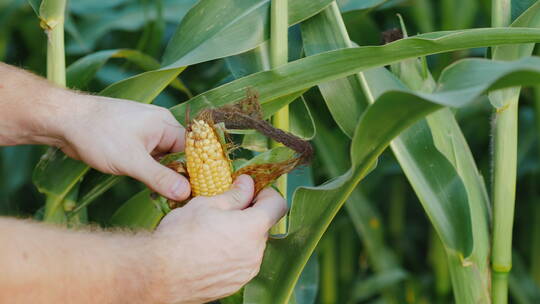 农民检查田野里的玉米
