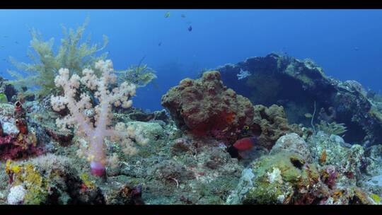海底世界水下世界潜水拍摄珊瑚礁小鱼视频素材模板下载