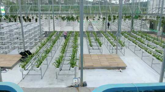 温室大棚内的蔬菜种植场景